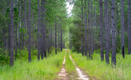 Pine tree forest